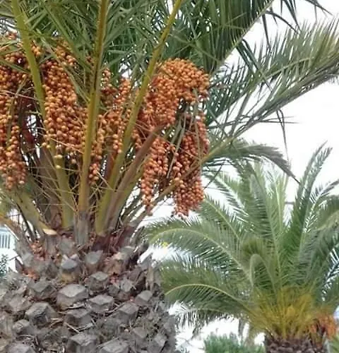 Naranja Con Piscina Urb El Paraiso Appartement *