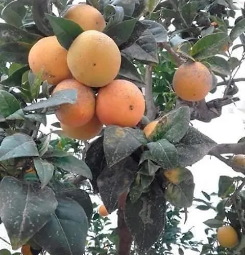 Naranja Con Piscina Urb El Paraiso Appartement