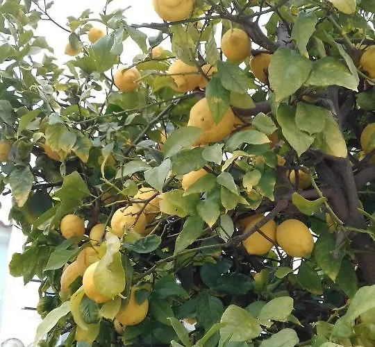 Naranja Con Piscina Urb El Paraiso Appartement