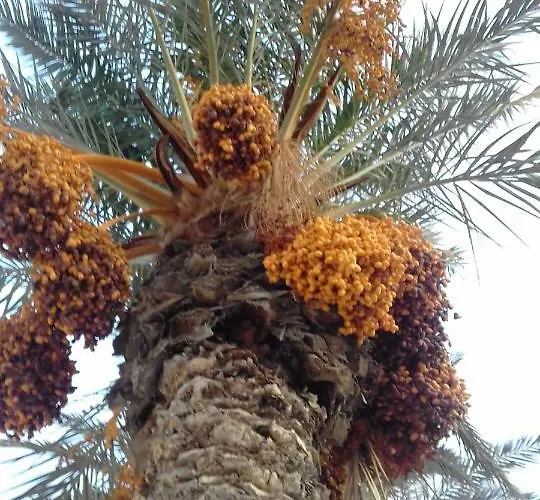 Naranja Con Piscina Urb El Paraiso *