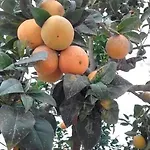 Naranja Con Piscina Urb El Paraiso Lejlighed