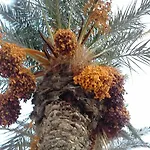 Naranja Con Piscina Urb El Paraiso *