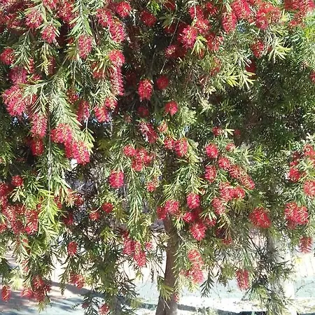 Διαμέρισμα Naranja Con Piscina Urb El Paraiso Τορεβιέχα