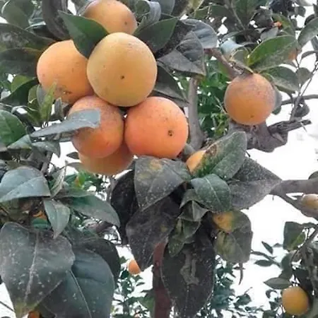 Naranja Con Piscina Urb El Paraiso Διαμέρισμα