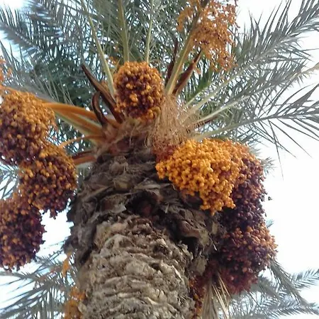 Naranja Con Piscina Urb El Paraiso *